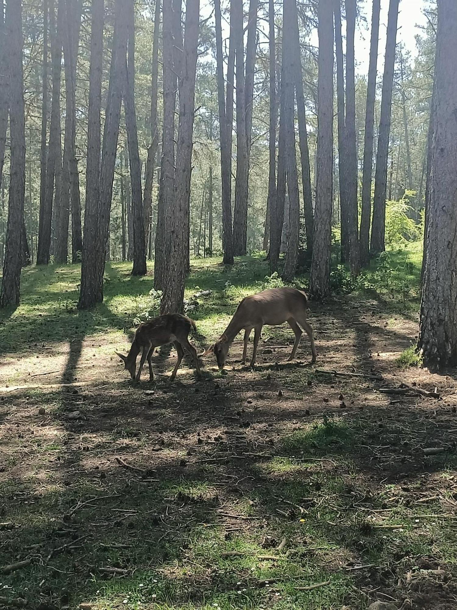 Alojamiento Rural El Cerro Fresneda de la Sierra 外观 照片